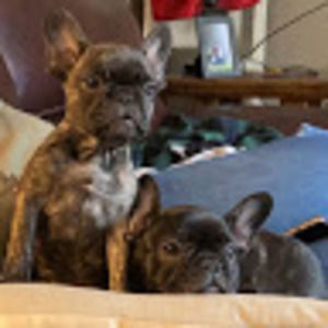 Meet your Posher, Talon